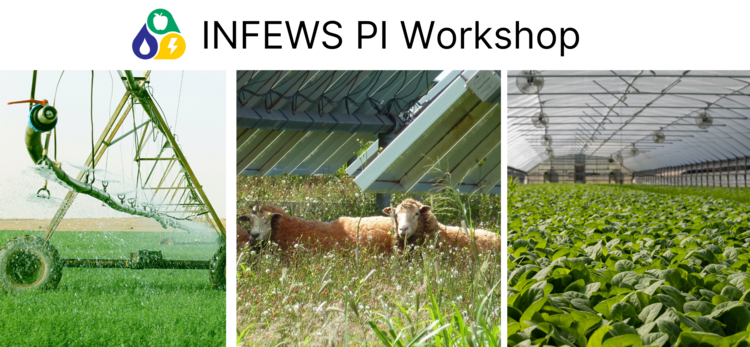 Collage: Sheep under solar panel, fields being watered, and greens growing inside a greenhouse