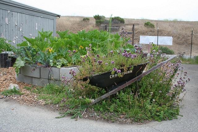 Wheelbarrow with plants